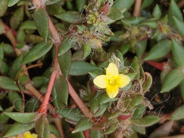South-Indian Purslane